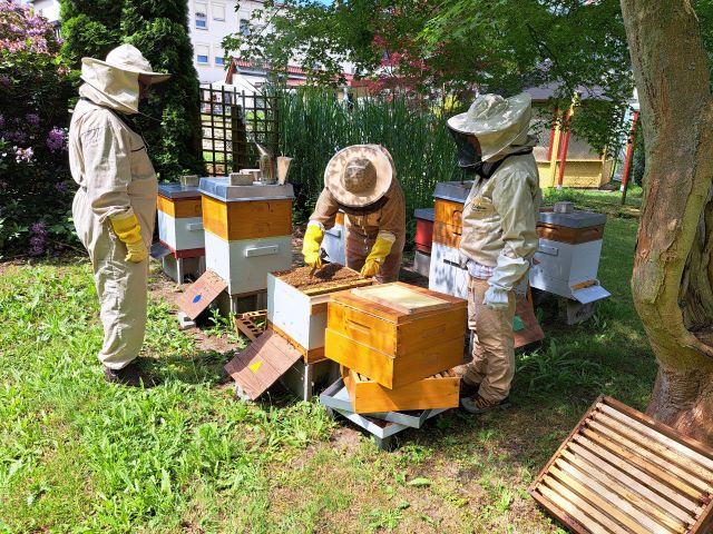 Mieten Sie bei uns Ihr eigenes Bienenvolk und erhalten Sie am Ende der Saison Ihren einzigartigen und individuellen Honig.